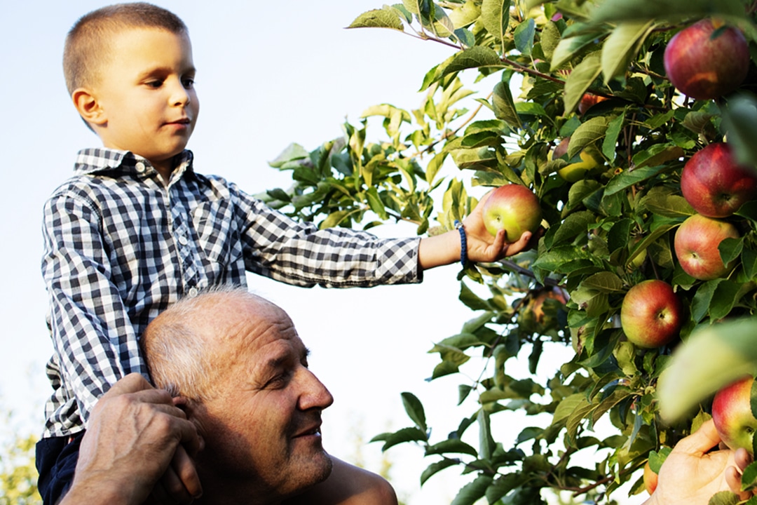 Grandfather carrying his grandson piggyback and picking apples together