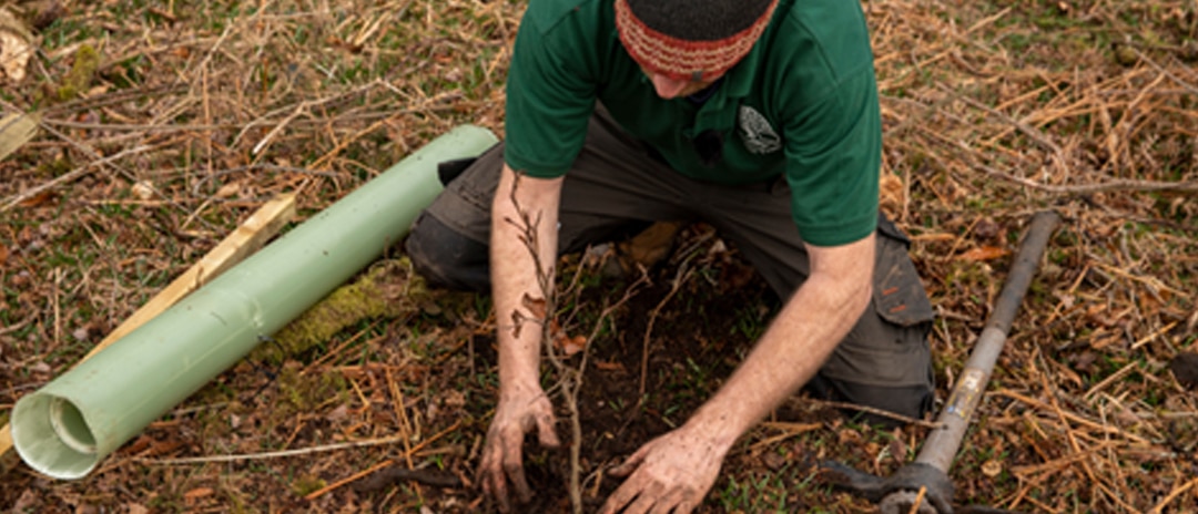 A member of staff at Moor Trees demonstrates how to plant a tree and protect with stake and tube