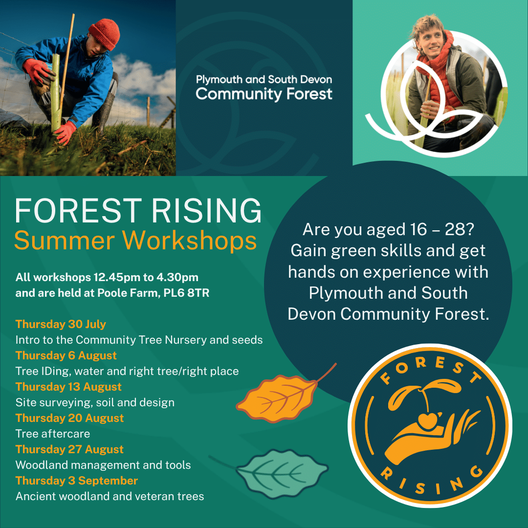 Forest Rising Summer Workshops